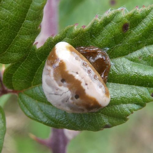 Cyrtarachne ixoides